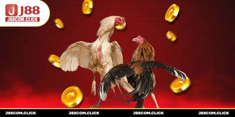 J88 là lựa chọn hàng đầu cho những ai đam mê bộ môn chọi gà